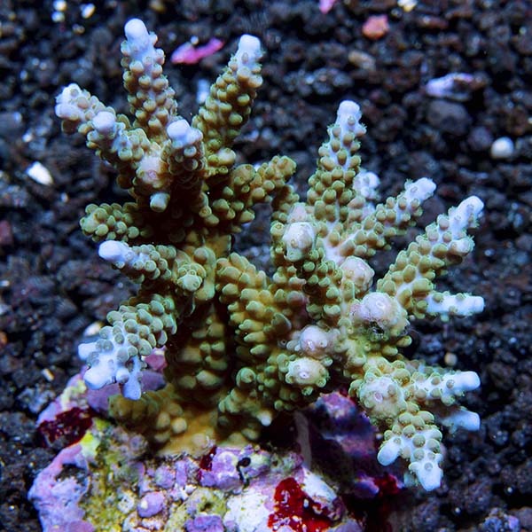 Acropora parilis - Bali Maricultured: Saltwater Aquarium Corals for ...