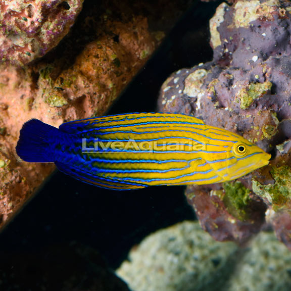 Blue Striped Tamarin Wrasse EXPERT ONLY