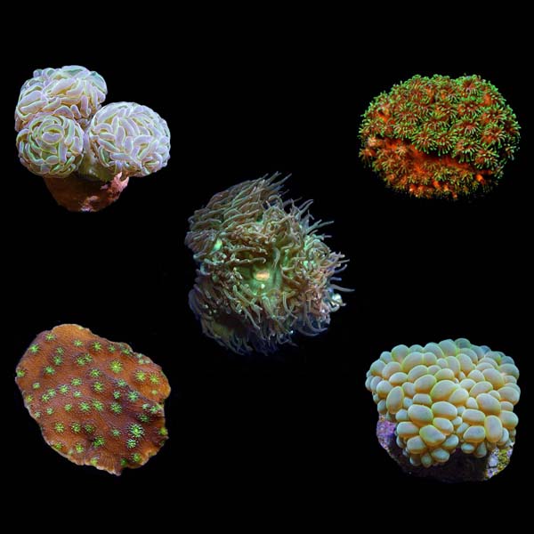  Aquacultured Assorted LPS Frag 5 Pack