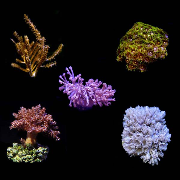  Aquacultured Assorted Soft Coral 5 Pack
