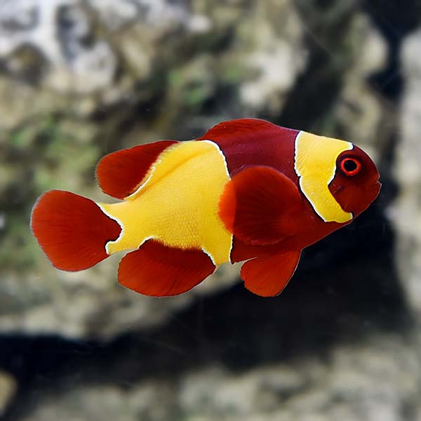 gold nugget clownfish