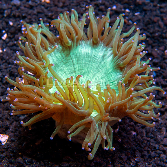 saltwater coral for sale