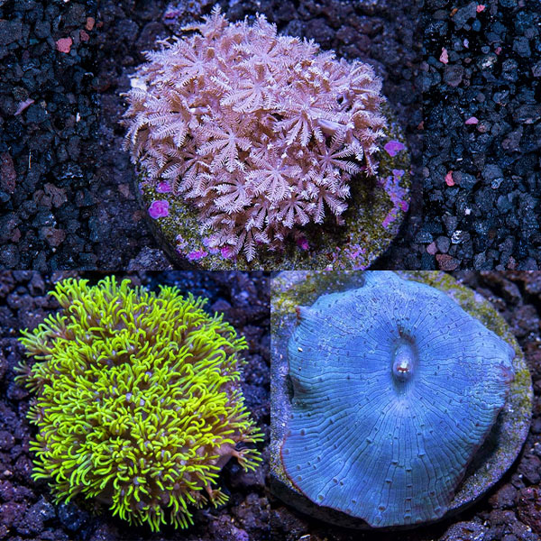 Premium Aquacultured Beginner Soft Coral Packs