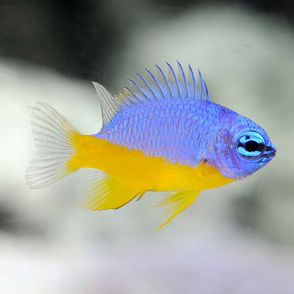 Ora Captive Bred Azure Damselfish Liveaquaria