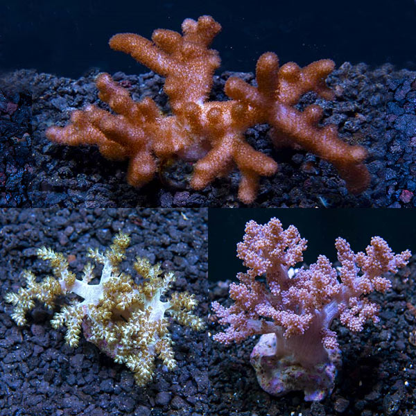 Premium Maricultured Tree Coral 3 Pack