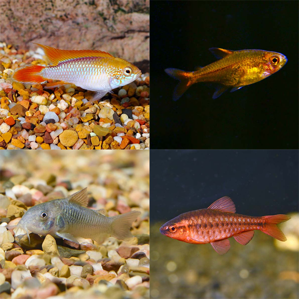 Safe Stocking Guidelines for Aquariums