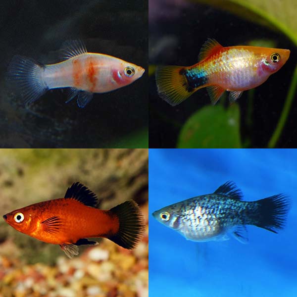 LiveAquaria® Premium AHA Plant-Safe Freshwater Fish Pack