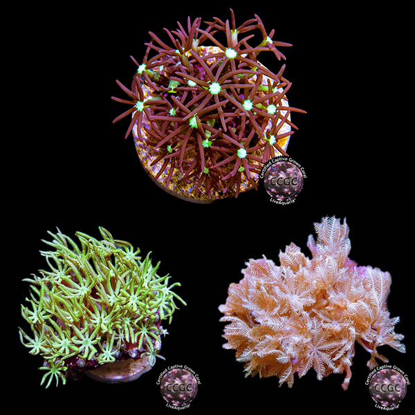 LiveAquaria® CCGC Aquacultured Coral Frag 3 Pack, Star