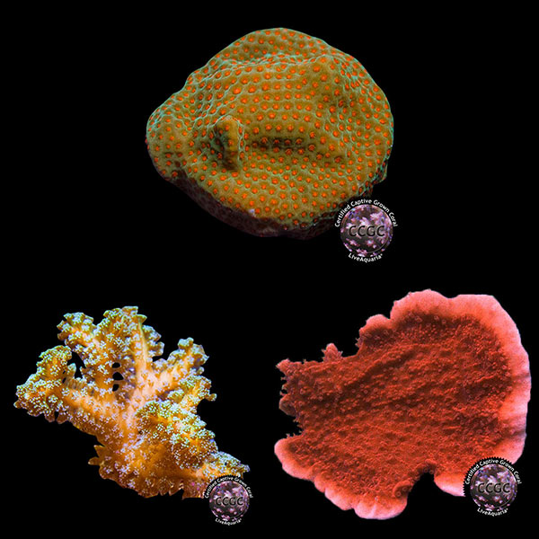 LiveAquaria® CCGC Aquacultured Coral Frag 3 Pack, Orange Edition