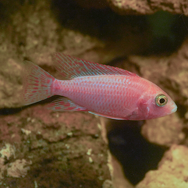 Dragon Blood Peacock Cichlid