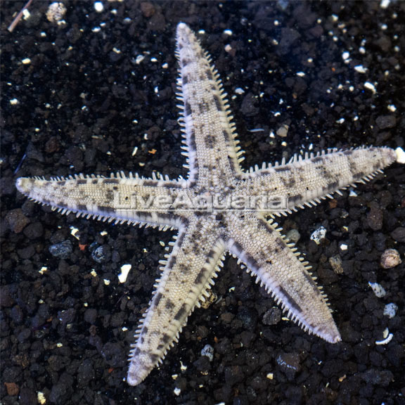 Sand Sea Star