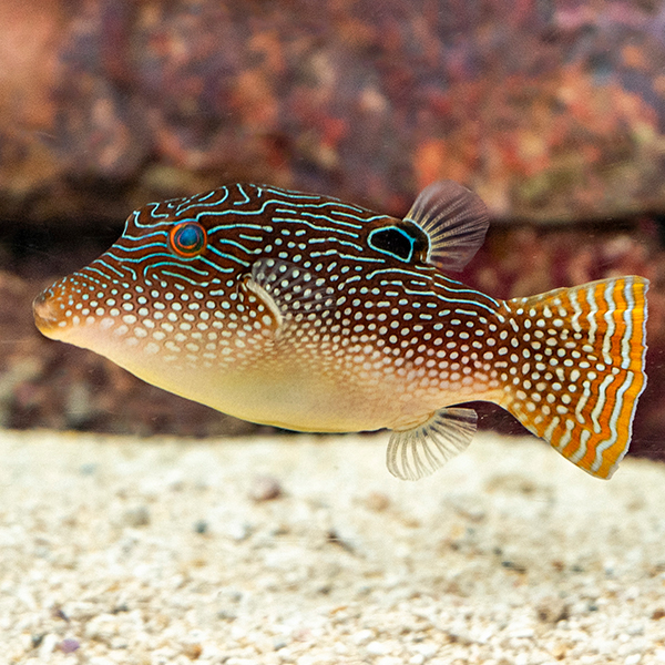 Pearl Toby Puffer: Saltwater Aquarium Fish for Marine Aquariums