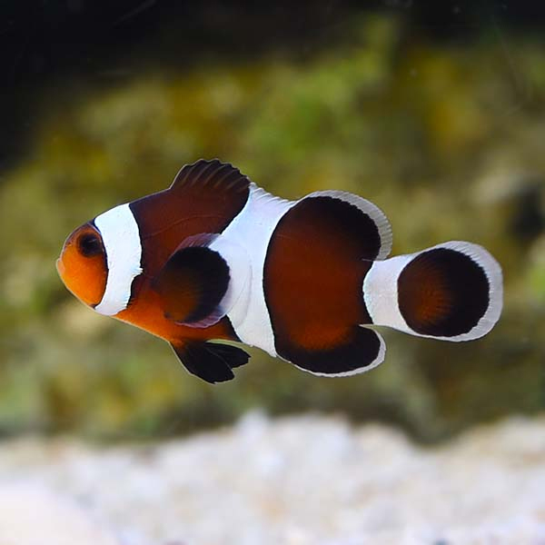 ProAquatix Captive Bred Mocha Clownfish