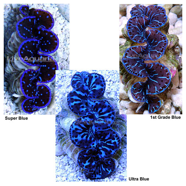 Red Sea Maxima Clam Blue, Aquacultured
