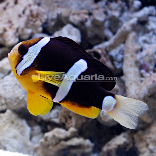 ProAquatix Captive Bred Clarkii Clownfish