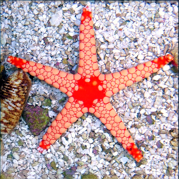 Tile Sea Star, Orange/Red