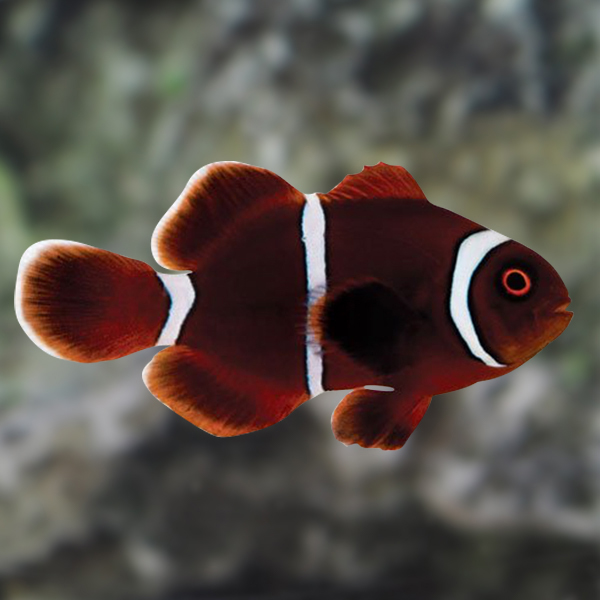 Gold Stripe Maroon Clownfish