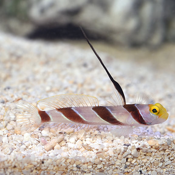 Hi Fin Red Banded Goby