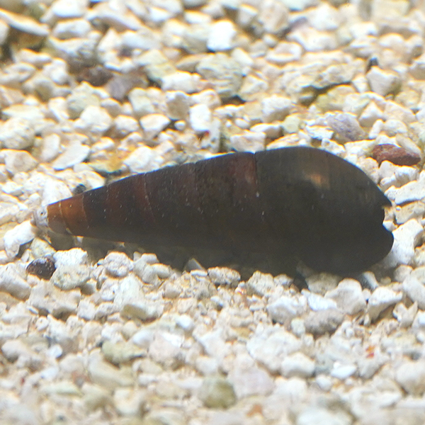 Black Devil Snail