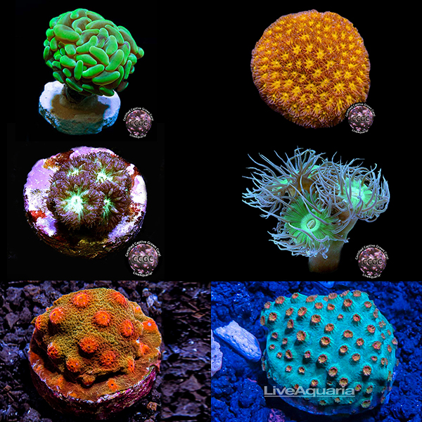 LiveAquaria® LPS Coral Mega Pack