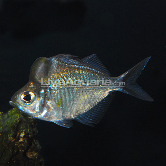 Tropical Fish for Freshwater Aquariums: Humphead Glassfish, Prambassis sp.