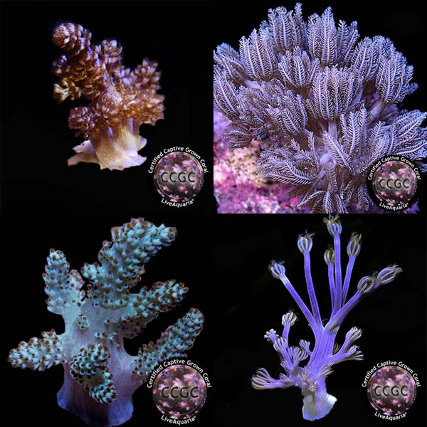 CCGC Aquacultured Soft Coral Frag 4 Pack, assorted