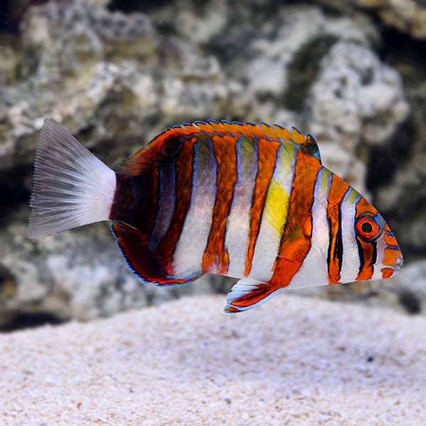 orange saltwater fish