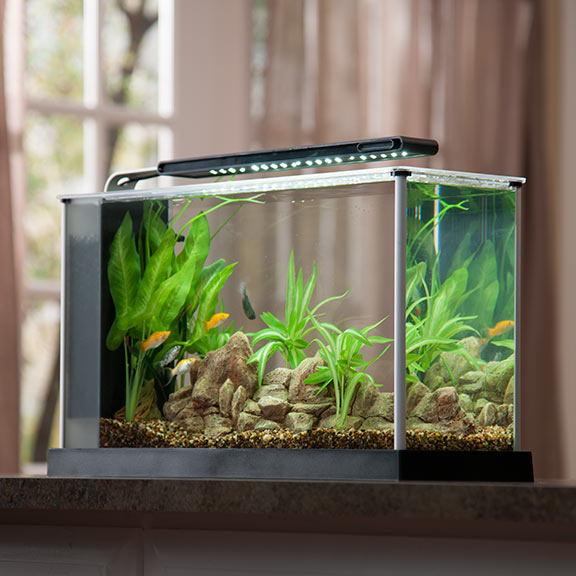 Fluval Spec V 5 Gallon Desktop Aquarium Kit Aquarium Supplies At