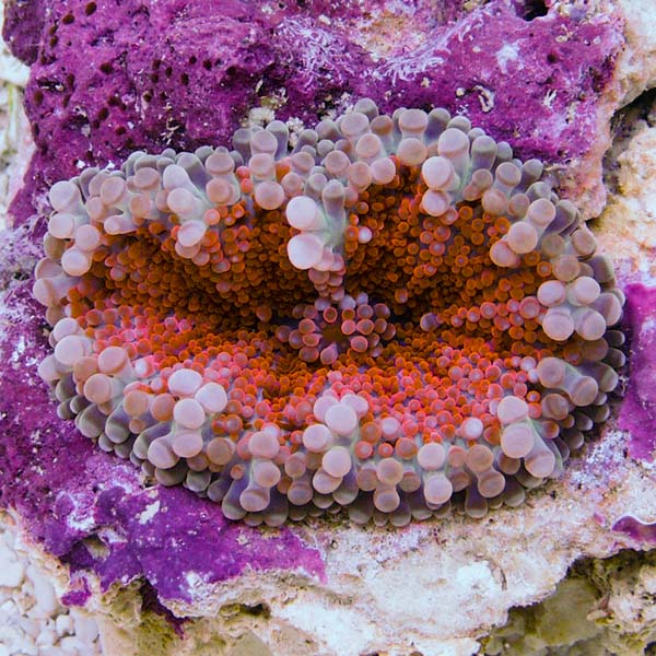 Multicolor Ricordea Mushroom Coral | LiveAquaria