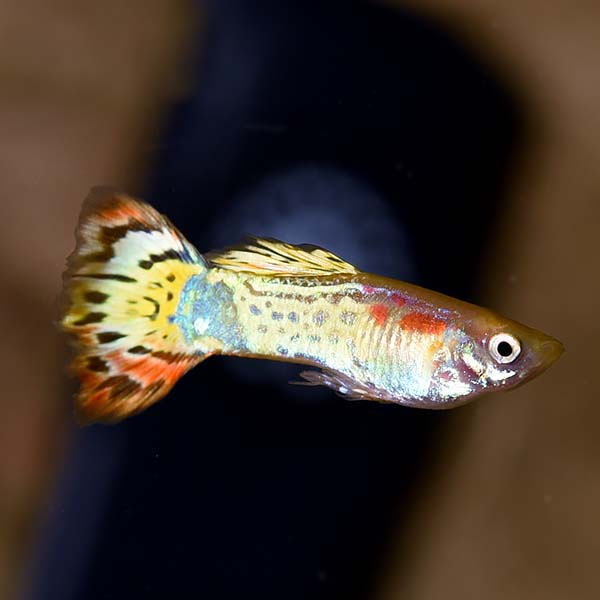 Tropical Fish for Freshwater Aquariums: Luminous Cobra Guppy, Male