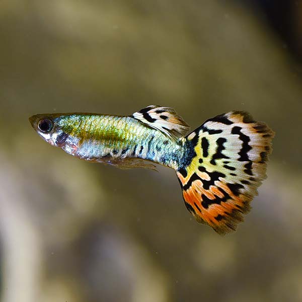 Tropical Fish for Freshwater Aquariums: Luminous Leopard Guppy, Male