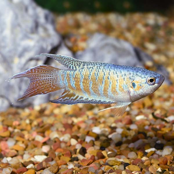 paradise gourami for sale