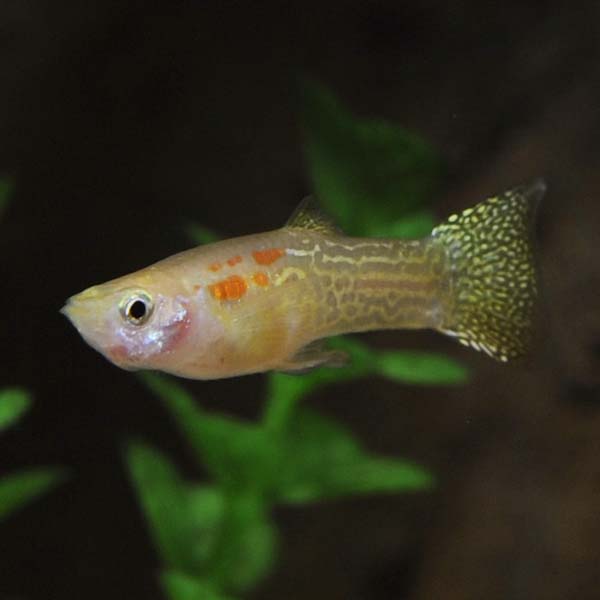 Lemon Cobra Guppy, Male