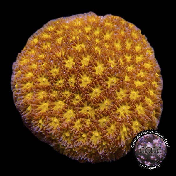 LiveAquaria® CCGC Aquacultured Orange Eye Leptastrea Coral | LiveAquaria