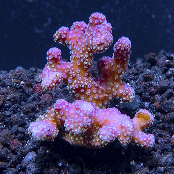  Aquacultured Stellar Stylophora Coral