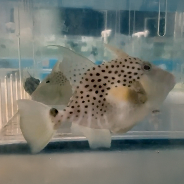 Golden Heart Triggerfish