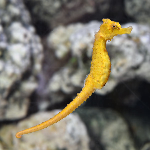 Half-Spined Seahorse, Captive-Bred