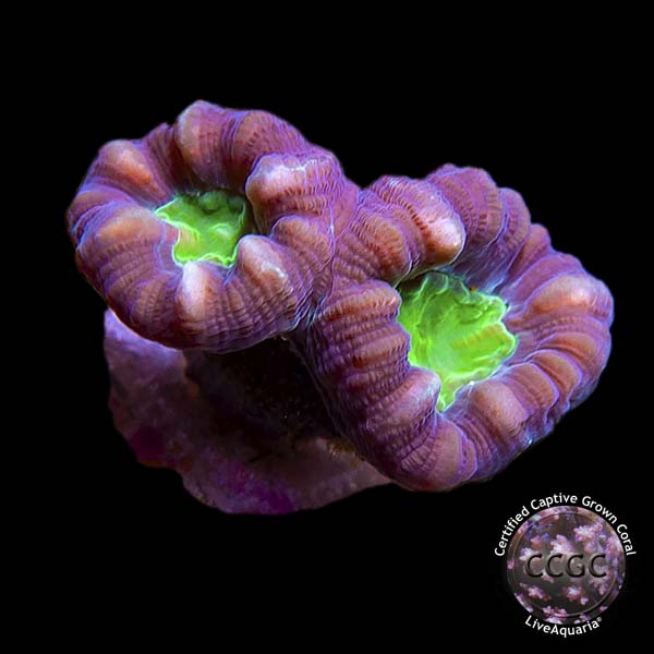 LiveAquaria® CCGC Aquacultured Candy Cane Caulastrea Coral