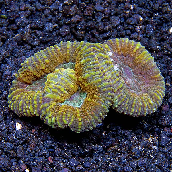 saltwater coral for beginners