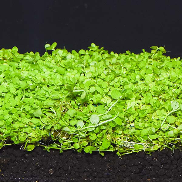 Aquatic Plants For Freshwater Aquariums Micranthemum Monte Carlo