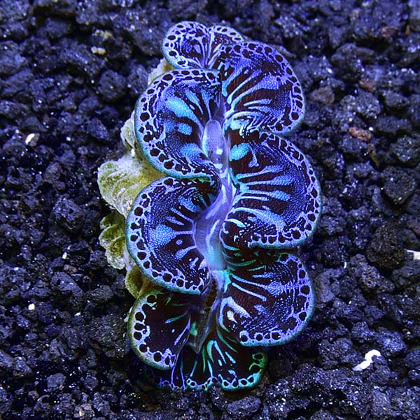 ORA® Aquacultured Ultra Grade Colored Maxima Clam Saltwater Aquarium