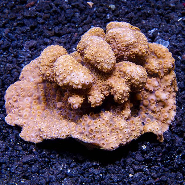 Orange Maldivensis Pavona Coral