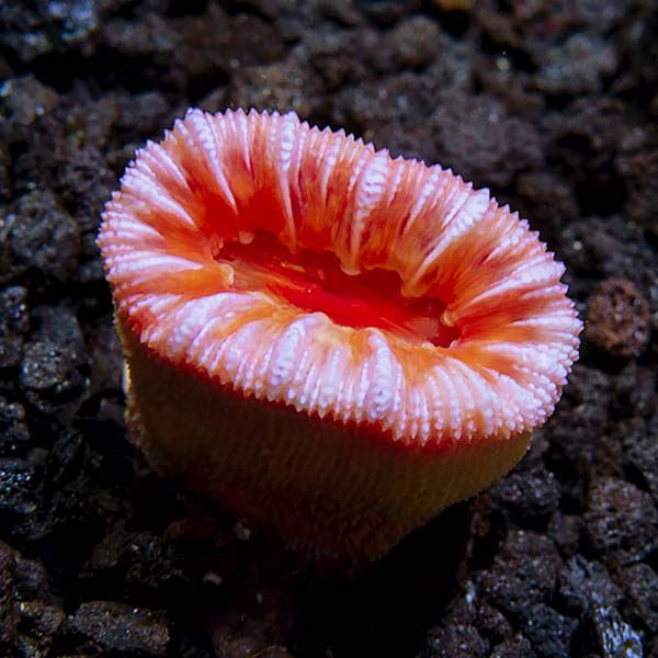 Solitary Cup Coral
