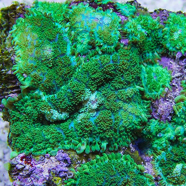 Green Rhodactis Mushroom Coral
