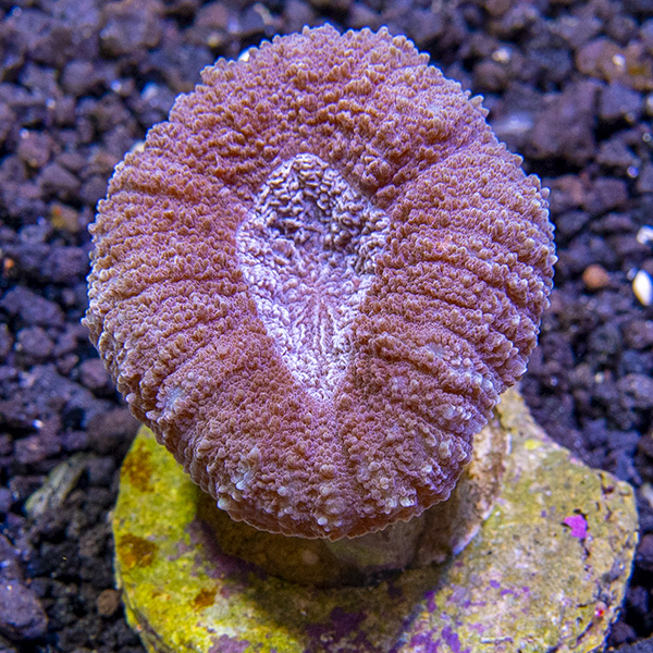 ORA® Aquacultured Lobophyllia Coral