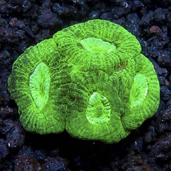 Australian Alien Moon Brain Coral