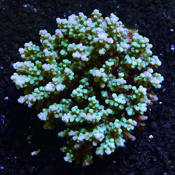 Assorted Tongan Acropora Coral 3 Pack
