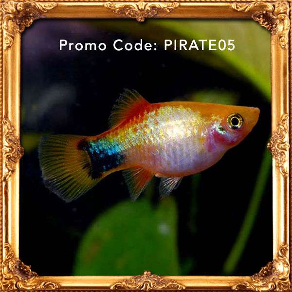 Gold Mickey Mouse Platy: Tropical Fish for Freshwater Aquariums