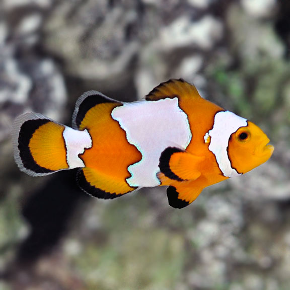 Snowflake Ocellaris Clownfish, Captive-Bred