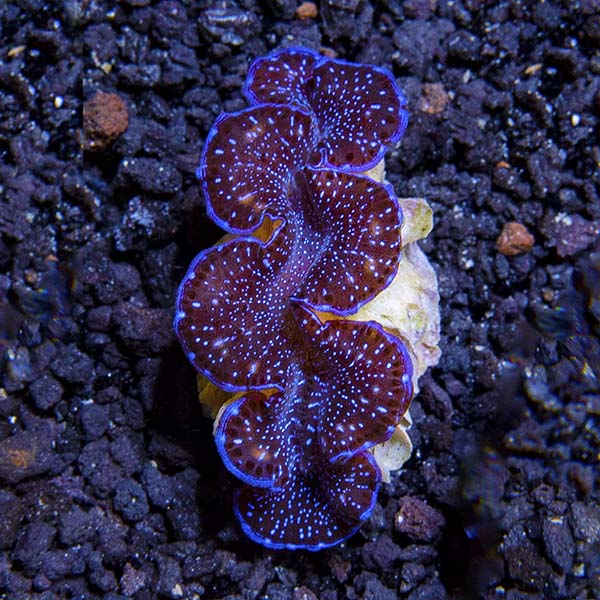 reef clam